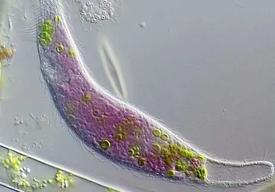 A micrograph with a grey background shows both purple bacteria and green algae within a ciliated microorganism A micrograph with a grey background shows both purple bacteria and green algae within a ciliated microorganism